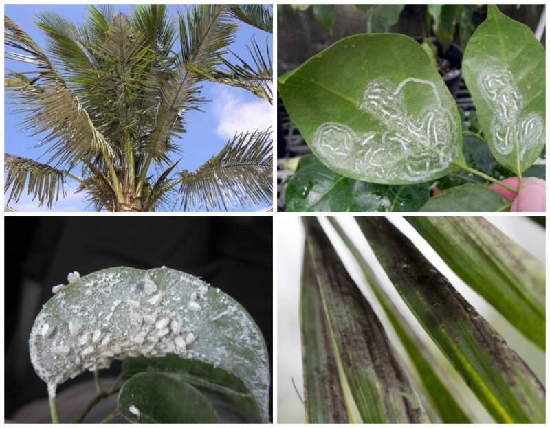 A collage of four photographs, each depicting plant leaves with various forms of damage or disease.