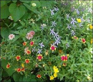 A colorful garden filled with yellow, red, pink, and purple flowers surrounded by green foliage.