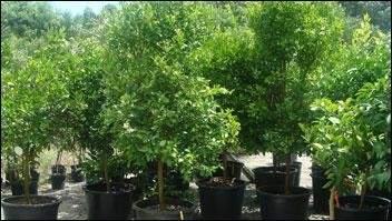 A collection of potted plants, specifically trees with green foliage. These trees are arranged outdoors, likely in a nursery or garden center where they are being grow