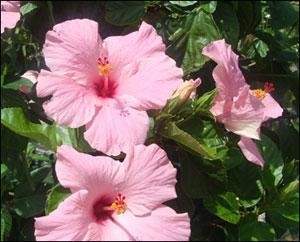 “Close-up of vibrant pink hibiscus flowers with yellow and maroon centers surrounded by green leaves.”