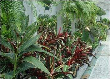 Colorful garden with tall ferns and red-tinged foliage plants along a white fence.