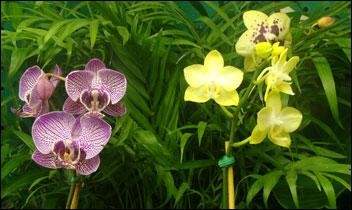 Colorful orchids in full bloom, featuring purple, yellow, and green petals against lush green leaves.