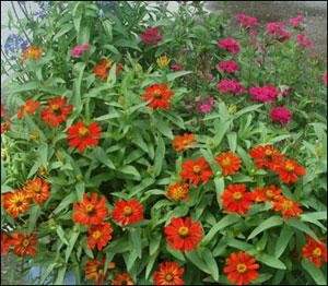 Colorful zinnia flowers with vibrant red and pink petals surrounded by lush green leaves.