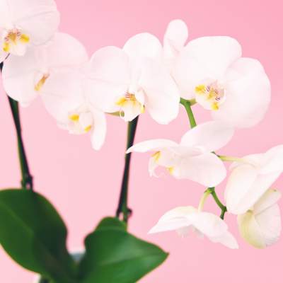 Orchid Seminar - March 13, 2021