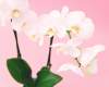 Orchid Seminar - March 13, 2021