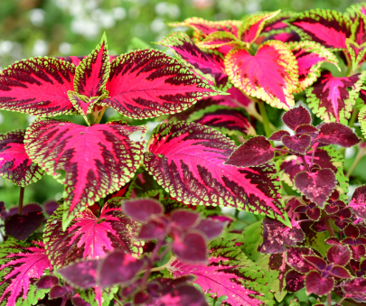 coleus