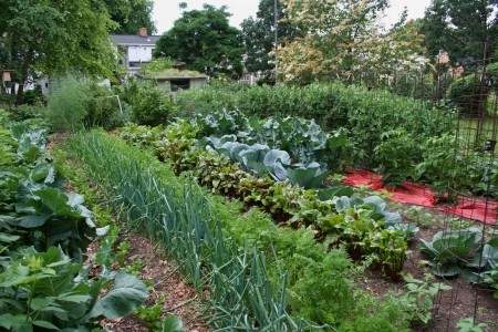 A well-maintained vegetable garden with rows of various vegetables, including onions, cabbages, and leafy greens. A red tarp is spread on the ground in the background. Trees an