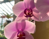 Repotting Orchids